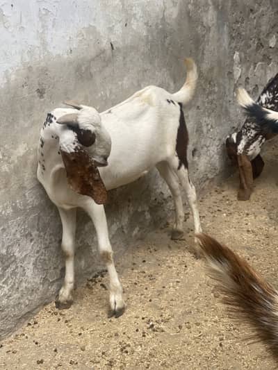 2 Teeth 4 teeth goats