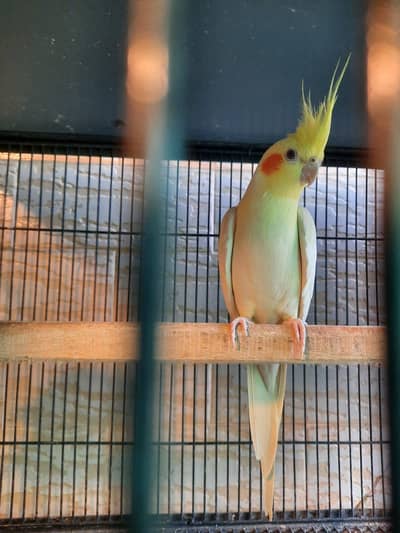 Beautiful healthy & active Cocktail birds