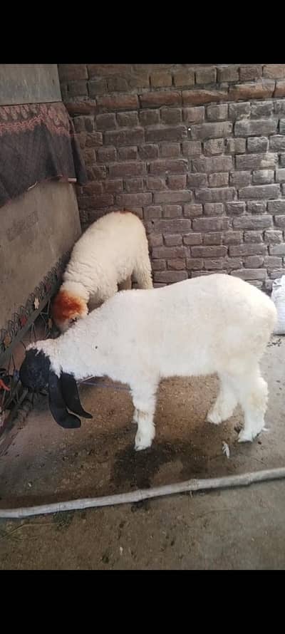 mundra bakra