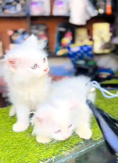 Quality Persian Punch face cat & kitten= Mor 03205959094=WhatsApp