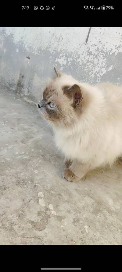Persian cat