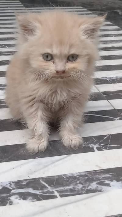 Persian kitten | Punch Face kittens| Male kitten For Sale