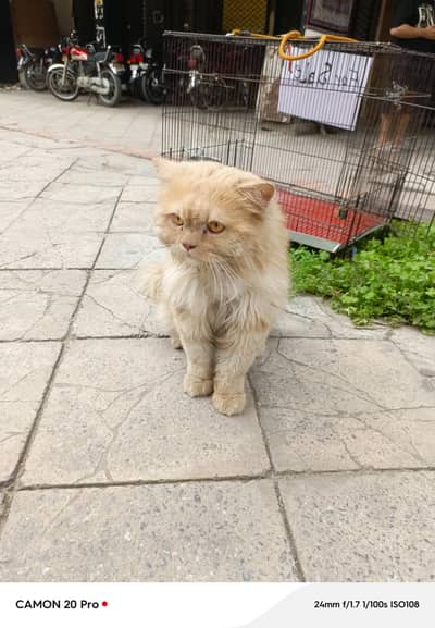 Persian cat