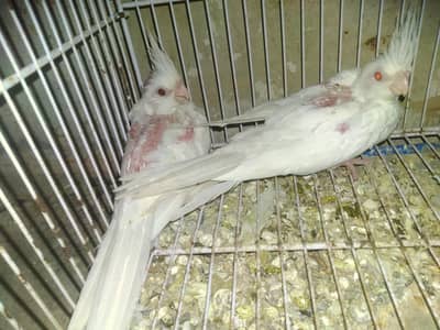 cockatiel chicks