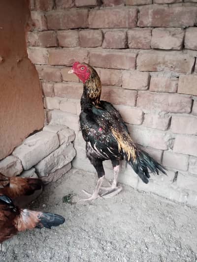 Aseel murga for sale hai