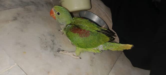 kashmiri raw chilks for sale