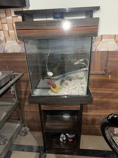 New Fish Aquarium with All Accessories