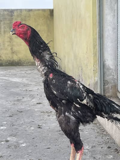 ASEEL SHAMO MURGA for sale Urgent