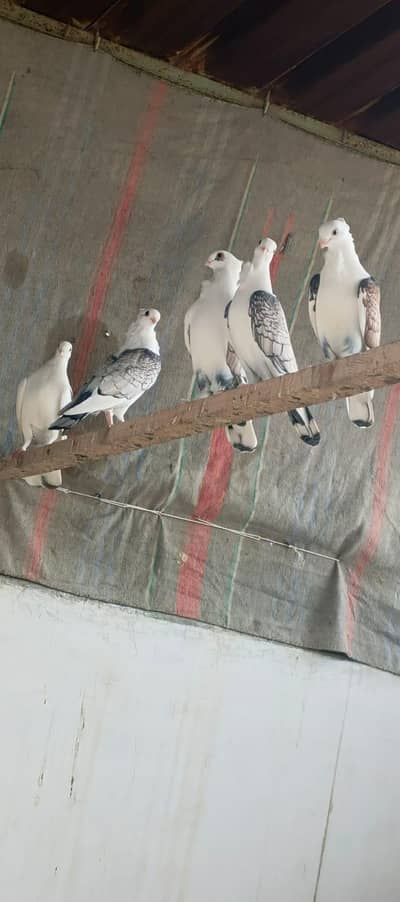 Fanncy Kabootar/ Pigeons.