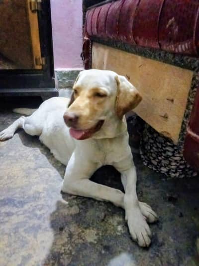 Labrador female