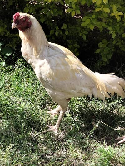 aseel murga for sell rabta number 03161546619