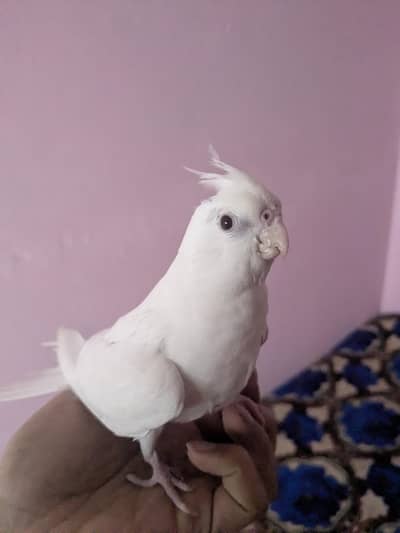 Hand tame Cocktail Pair, Self, Zero bite