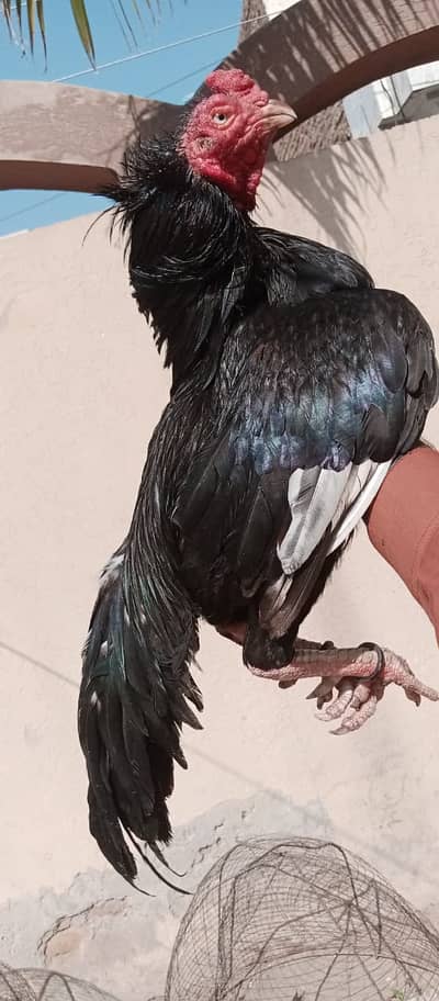 Top quality Breeders for sale total 4