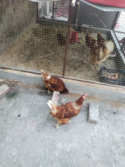 Egg laying hens Available german breed