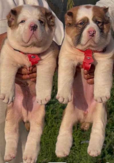 king alabai dog for sale security dog male female 2 month
