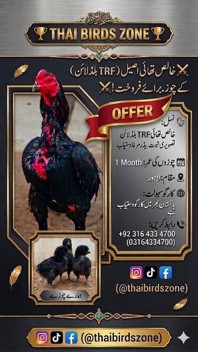 Pure Thai & Oh-Shamo chick available (eggs)