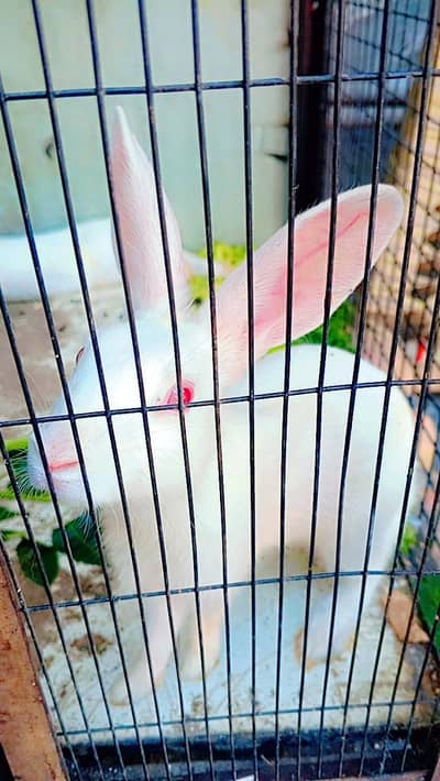 Rabbits white Red eyes