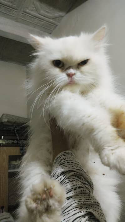 Extreme Punch face Persian Cat For sale