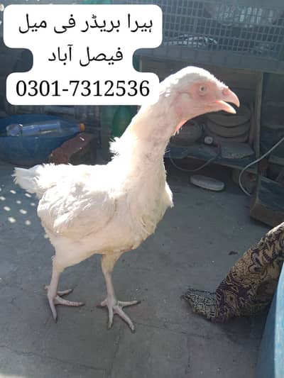 Heera Aseel Madi (Is waqat Kurk Ho Gai hai)