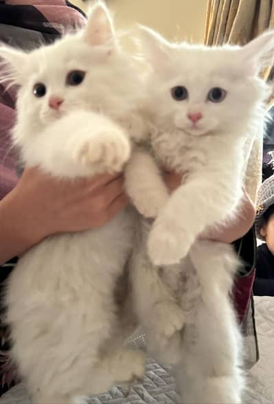 Persian kitten for urgent sale