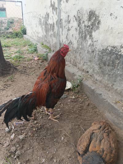 lahka murgha r cheni murghi hai