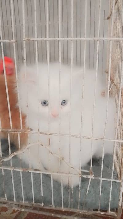 high quality pairsian male and female kitten for sale