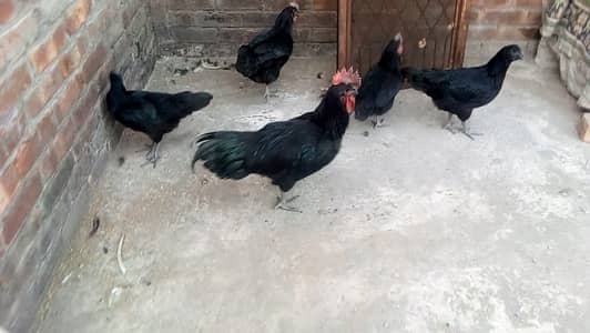 Ayam Cemani Female Austrolop Male Female