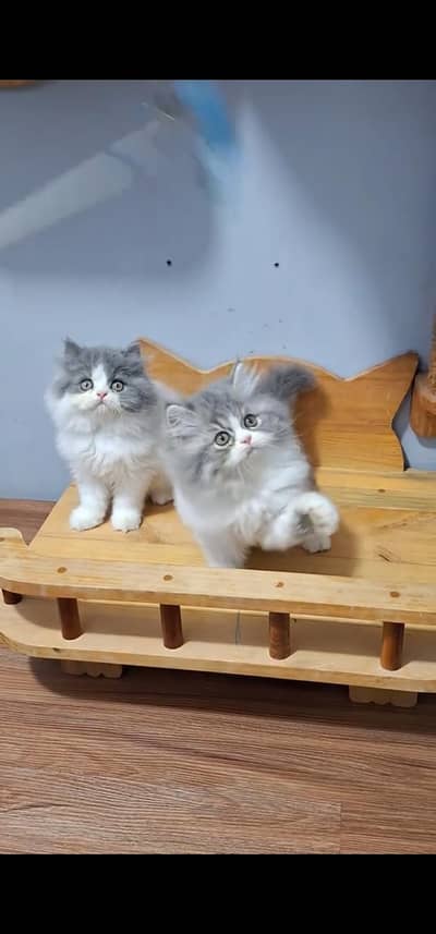 Quality Persian Punch face cat & kitten is 03233614642 WhatsApp
