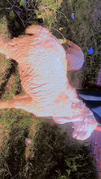 hamra pass   chatra our deasi Bakra  b ha