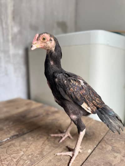 ASEEL CHICKS|ASEEL HENS