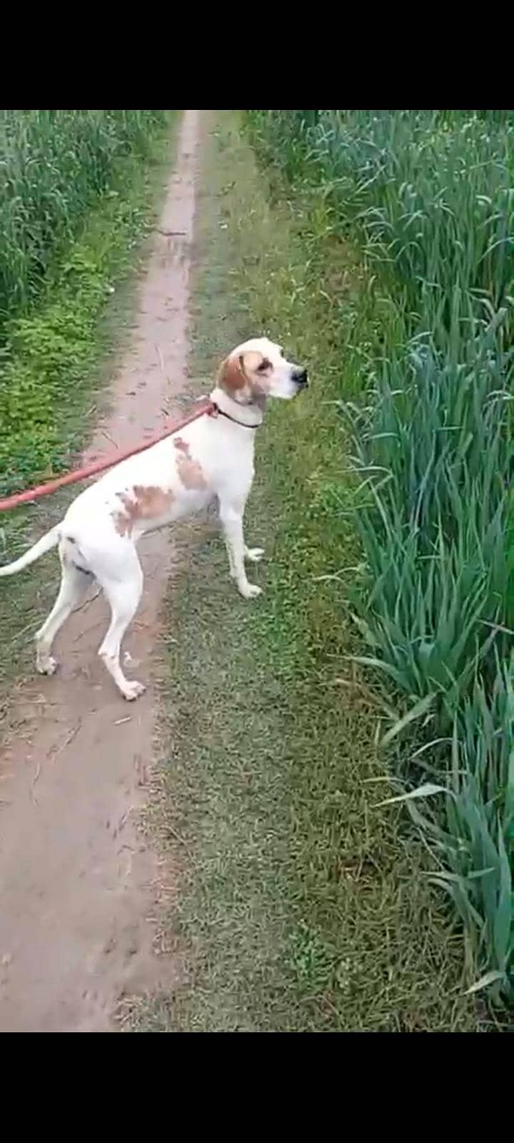 English pointer 3