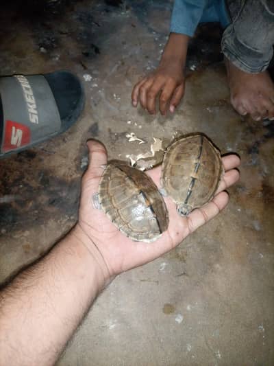 Indian Flapshell Turtles