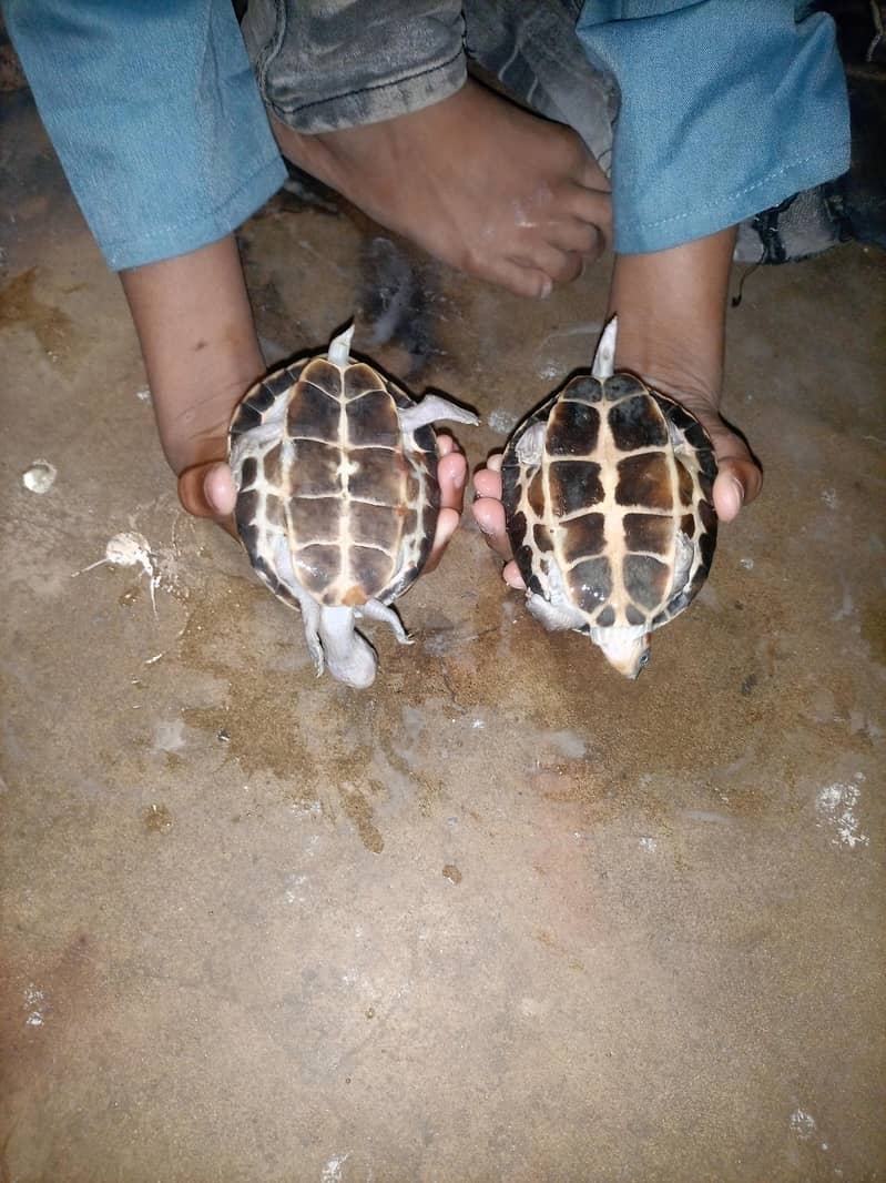 Indian Flapshell Turtles 3