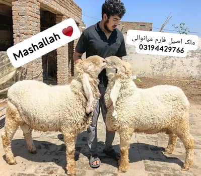 kajla chatra / chatra / dumbe / Bakra / Mundra chatra / fr qurbani2026