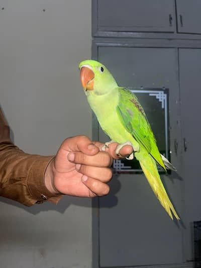 green self peace nd cocktail breeder pair