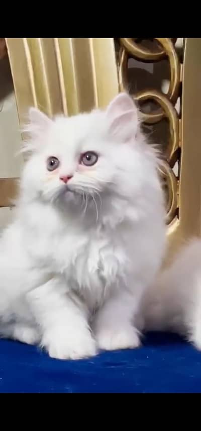 Quality Persian Punch face cat & kitten is 03233614642 WhatsApp