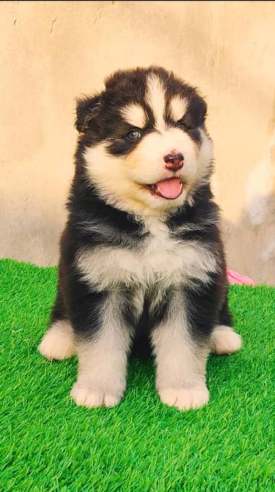 Siberian Husky Puppy Pedigree