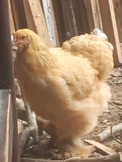 Golden buff and black bantum