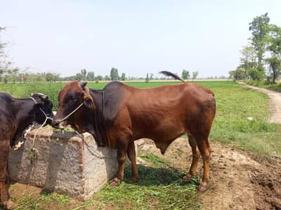 sahiwal gora bulls