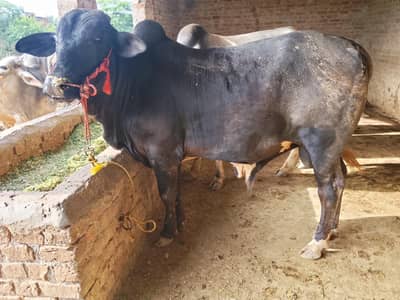 Qurbani janvar 03258183768