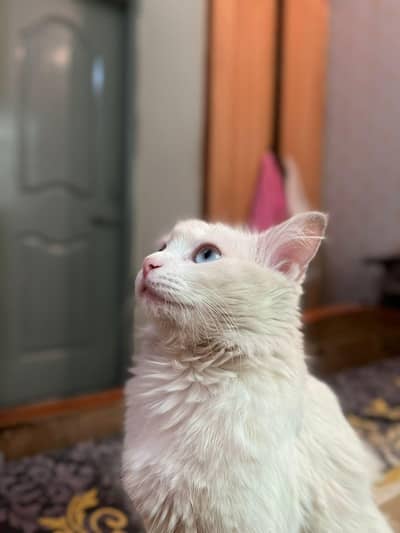 Female Cat Available  intelligent pretty sensible