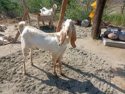 عیدالاضحیٰ کے لیے بکرے فروخت