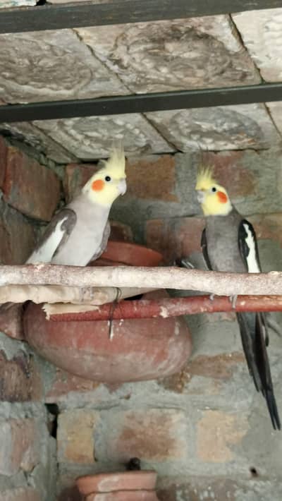 5 Pieces ​V-Pied and Grey Cockatiels | Healthy & Active Pairs