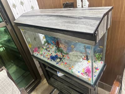 fish aquarium