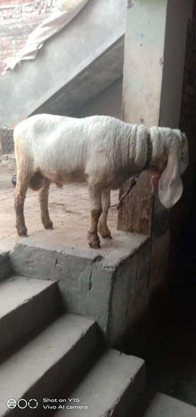 Desi sheep for sale