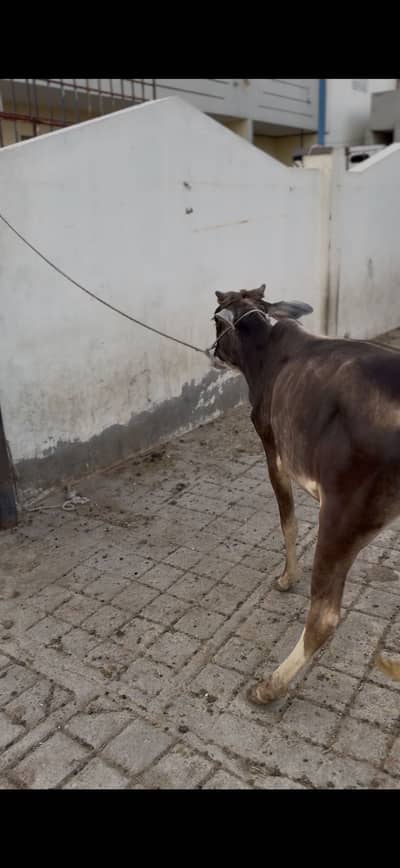 2 dant bachri available for sale