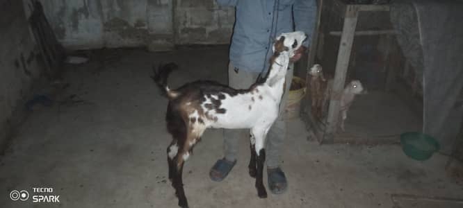 Barbara bakra breedar for sale