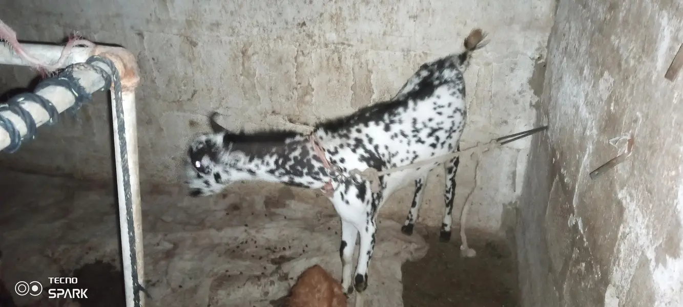 Barbara bakra breedar for sale — photo 4
