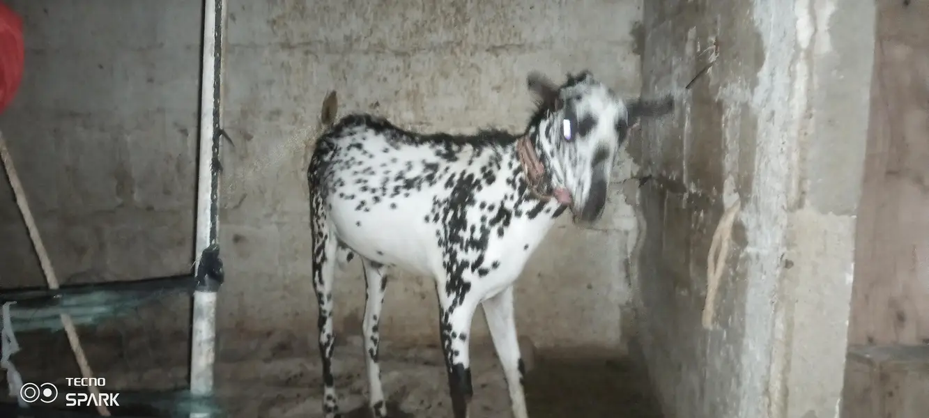 Barbara bakra breedar for sale — photo 5
