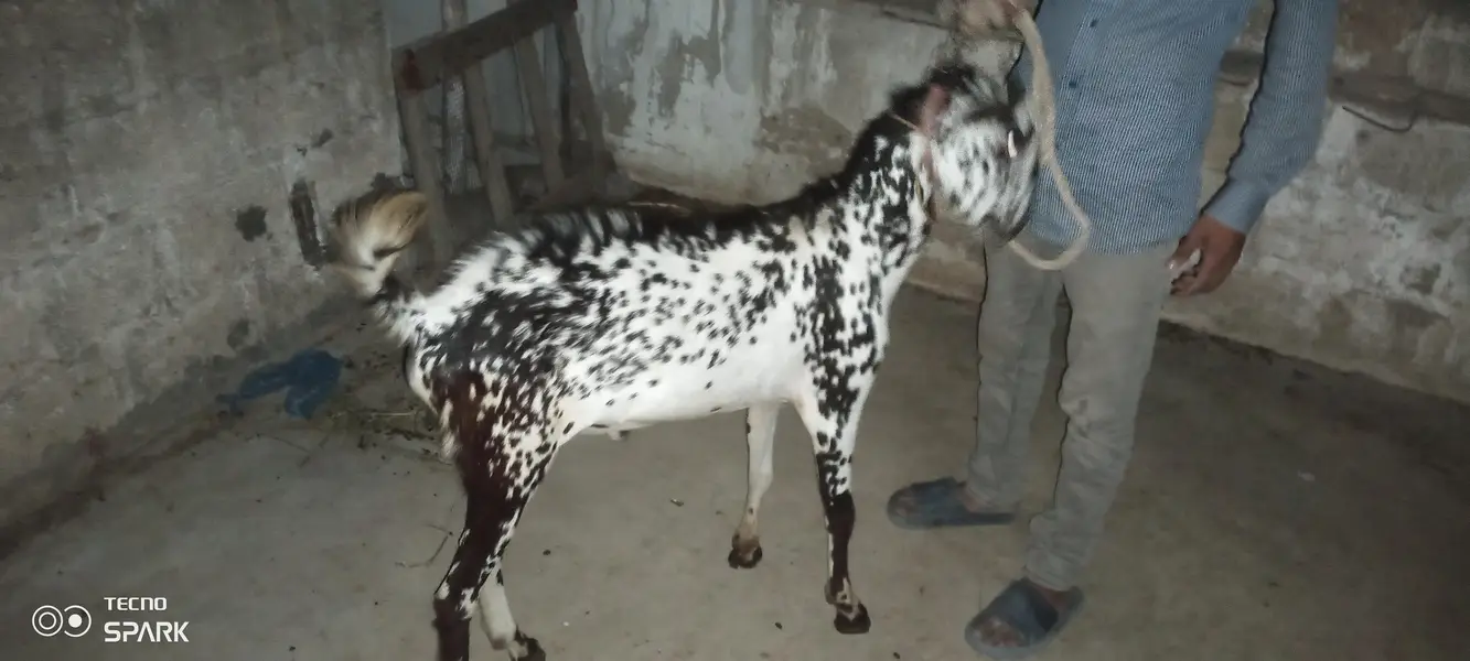 Barbara bakra breedar for sale — photo 6